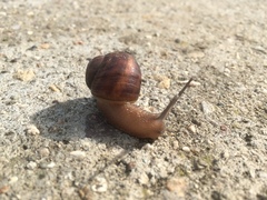 Cornu aspersum