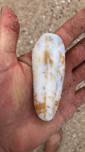 Conus striatus observed 2023-11-19