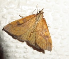 Mnesictena flavidalis