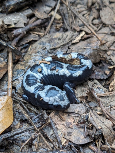 Marbled Salamander