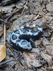 Marbled Salamander photo 2