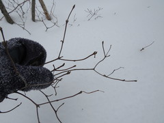 Viburnum acerifolium
