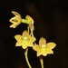 Tiger Orchid - Photo (c) robert davis, some rights reserved (CC BY-NC), uploaded by robert davis