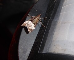 Scoparia minusculalis