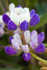 Lupinus variicolor