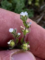 Lappula occidentalis