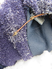 Viburnum acerifolium