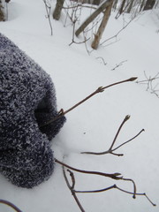 Viburnum acerifolium