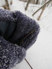 Viburnum acerifolium
