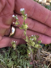 Lappula occidentalis