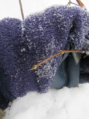 Viburnum acerifolium