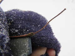 Viburnum acerifolium