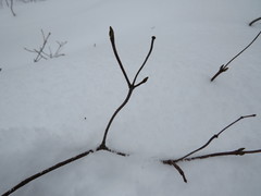 Viburnum acerifolium