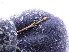 Viburnum acerifolium