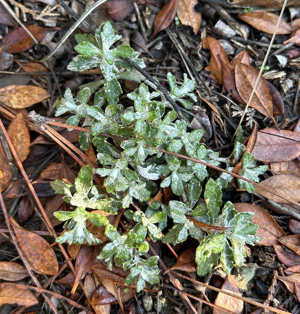 common woolly sunflower from Rogue RiverSiskiyou National Forest