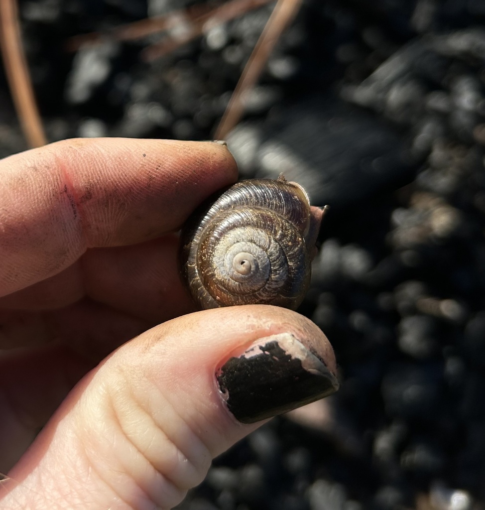 Common Land Snails and Slugs from Rogue River-Siskiyou National Forest ...