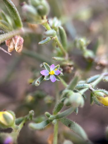 Spergularia marina