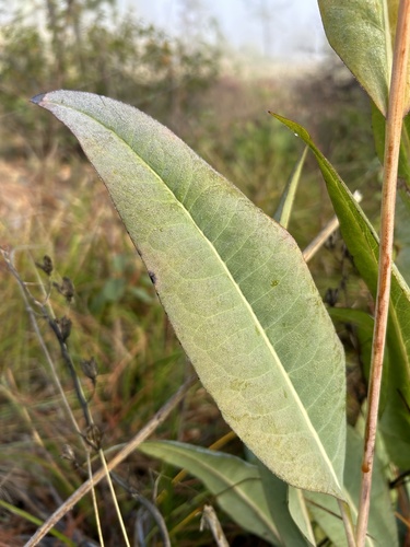 Waxy Coneflower foliage