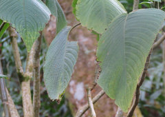 Louteridium donnell-smithii