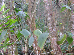 Louteridium donnell-smithii