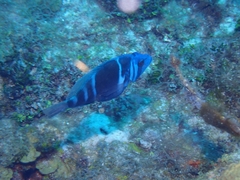 Hypoplectrus indigo