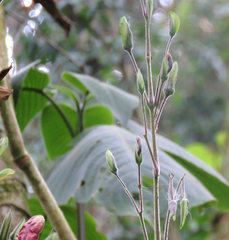 Louteridium donnell-smithii