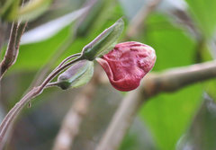 Louteridium donnell-smithii