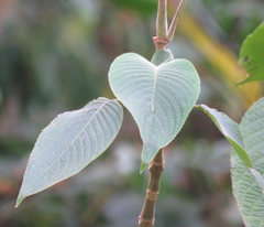 Louteridium donnell-smithii