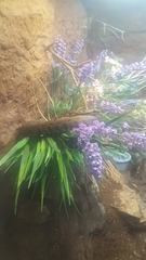 Montivipera raddei