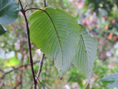 Louteridium donnell-smithii