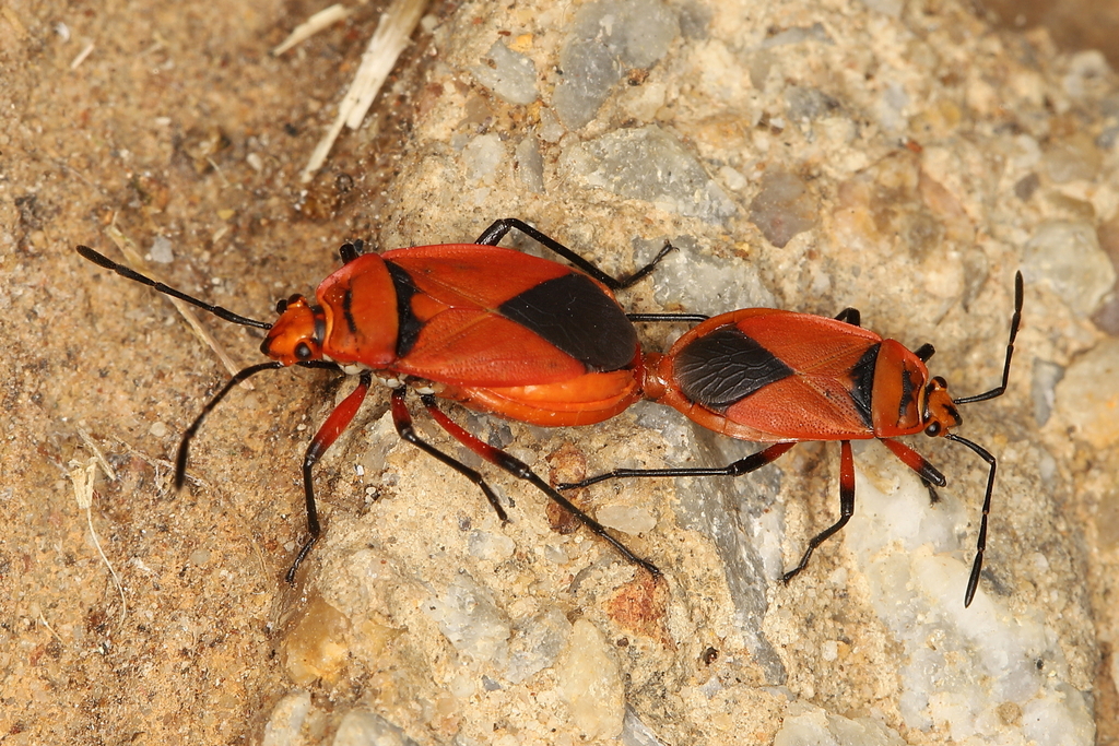 Cenaeus carnifex