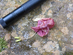 Louteridium donnell-smithii