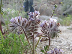 Phacelia cryptantha