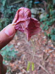 Louteridium donnell-smithii