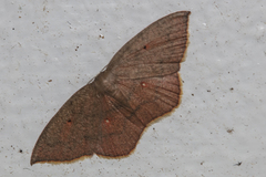 Pseudhyria rubra