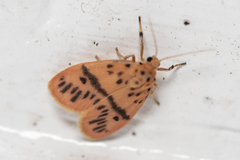 Miltochrista arcuata
