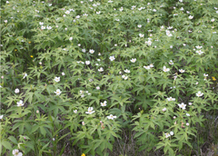 Anemonastrum dichotomum