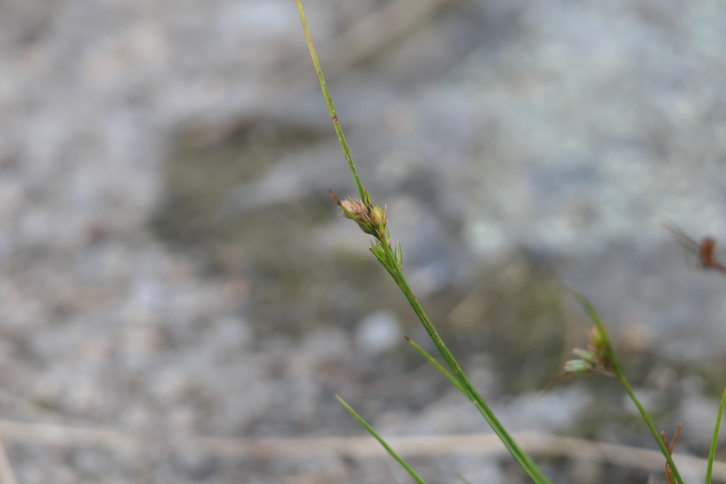 Slender Path Rush from Phippsburg, ME 04562, USA on August 20, 2023 at ...