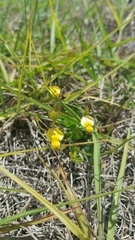 Crotalaria rotundifolia