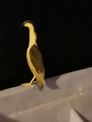 Nycticorax nycticorax