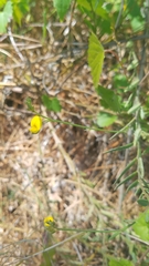Crotalaria rotundifolia
