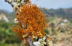 Teloschistes flavicans