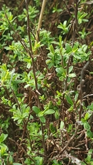 Kunzea amathicola
