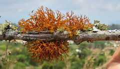 Teloschistes flavicans