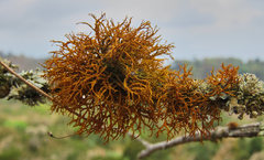 Teloschistes flavicans