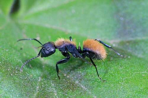 Darwin's Sugar Ant