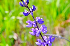 Lupinus longifolius