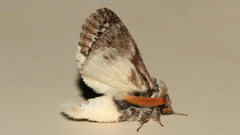 Porela albifinis