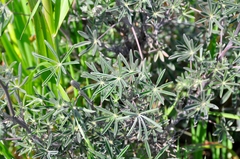 Lupinus longifolius