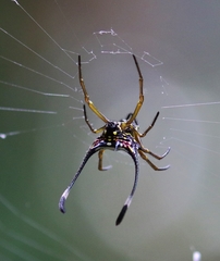 Gasteracantha clavigera